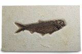 Detailed Fossil Fish (Knightia) - Wyoming #382756-1